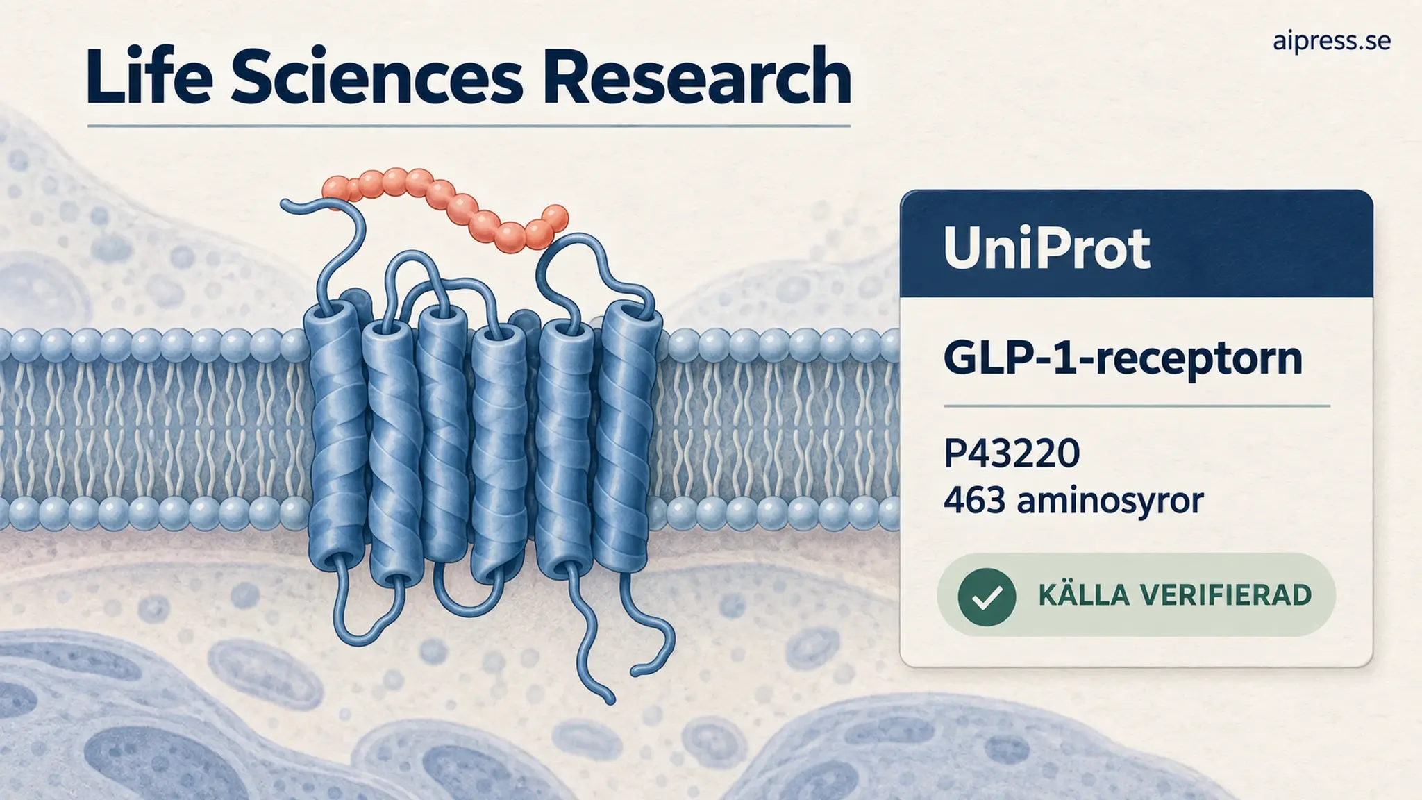 Illustration av GLP-1-receptorn i ett cellmembran bredvid en UniProt-ruta med accession P43220, 463 aminosyror och märkningen källa verifierad